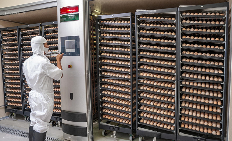 Broiler parent stsock