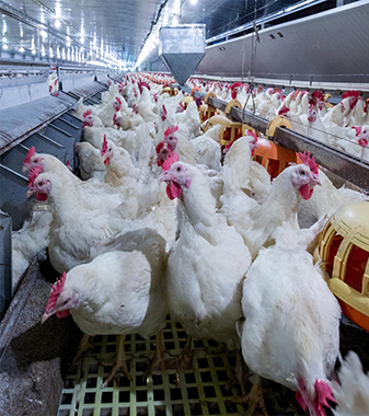 Opallex international