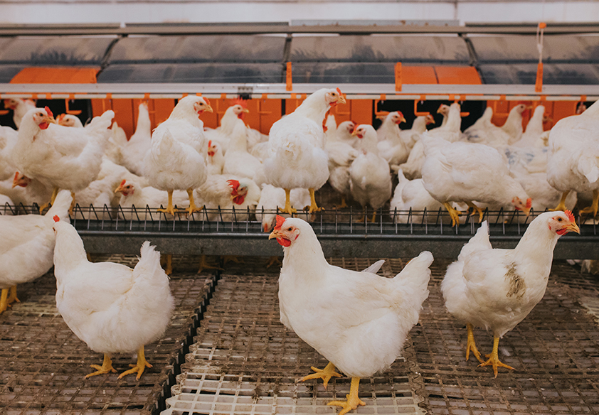  Broiler Parent stock 