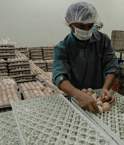 hatching eggs for sale