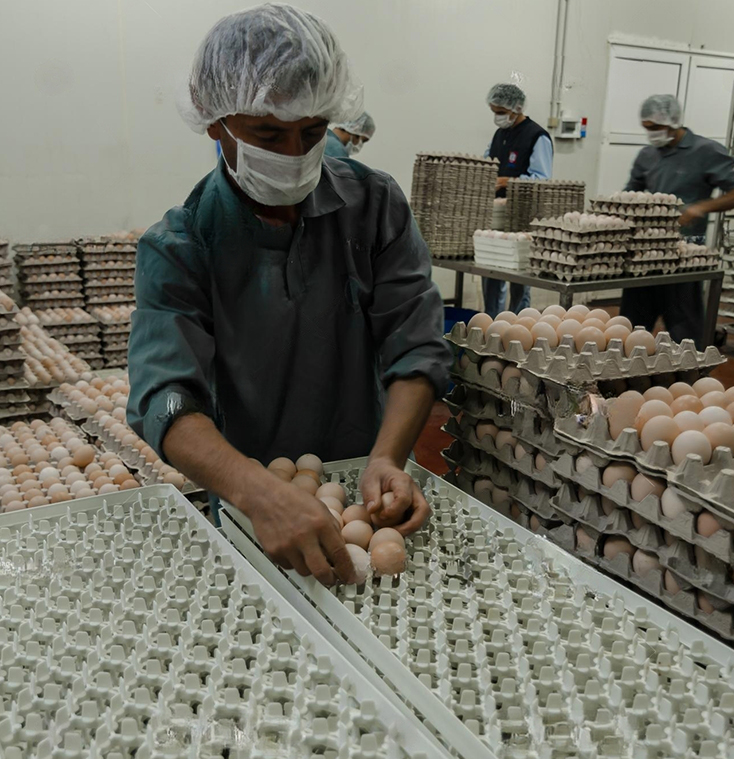 hatching eggs distributors