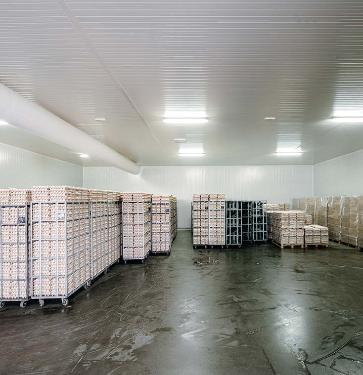 hatching eggs distributors