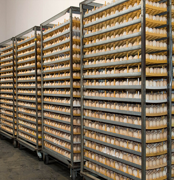 cobb500 hatching eggs