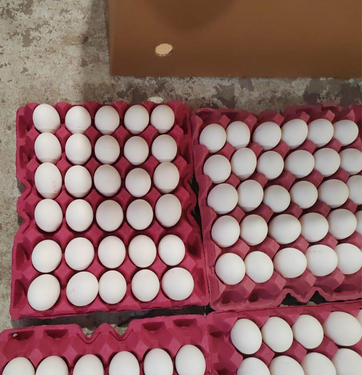 fresh table eggs
