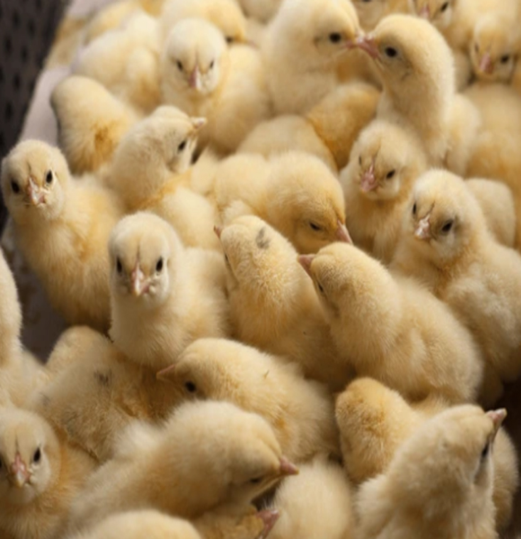 Day old chicks