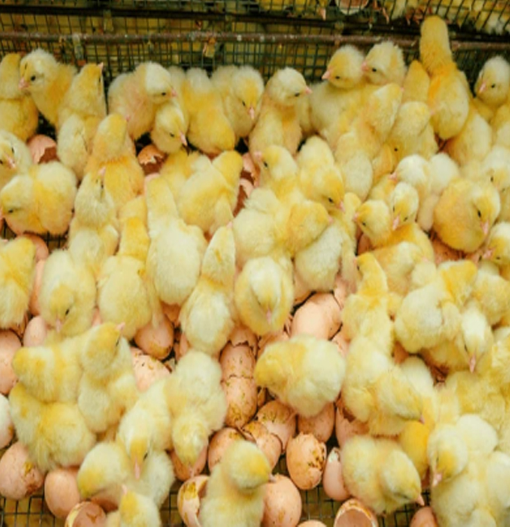 Day old chicks