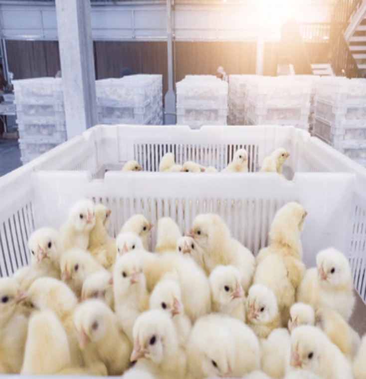 Day old chicks
