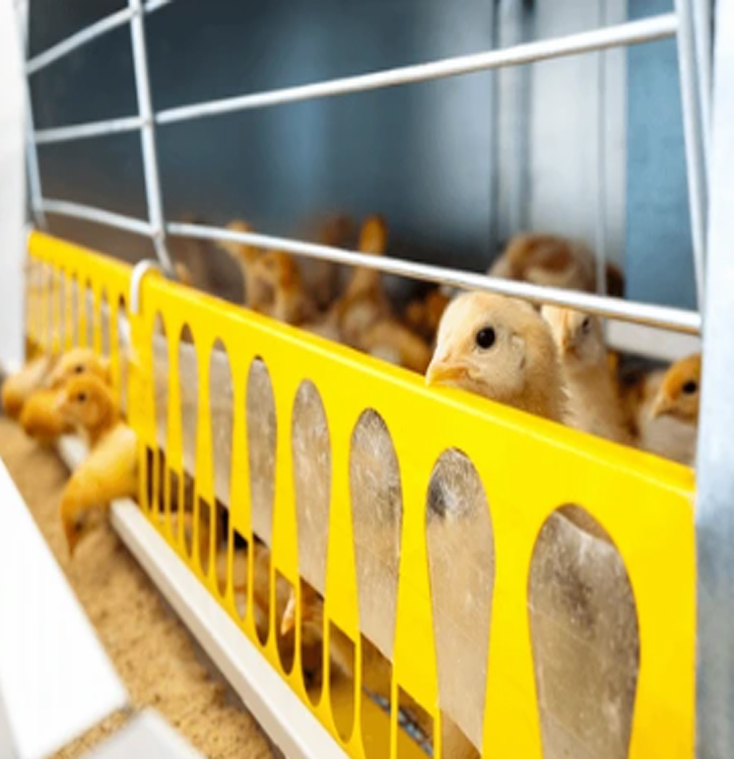 Day old chicks 