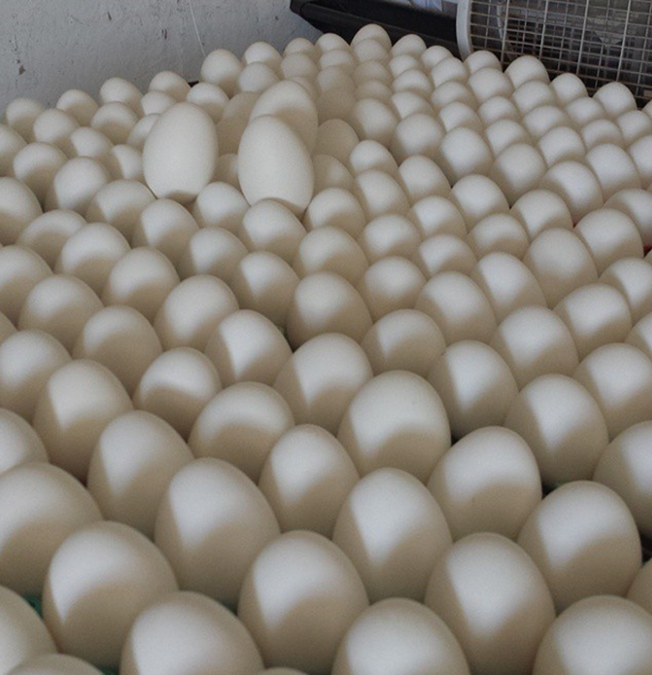 hatching duck eggs