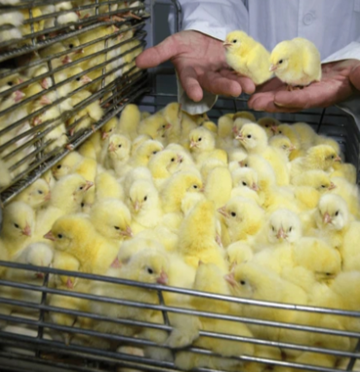 Cobb500 hatching eggs