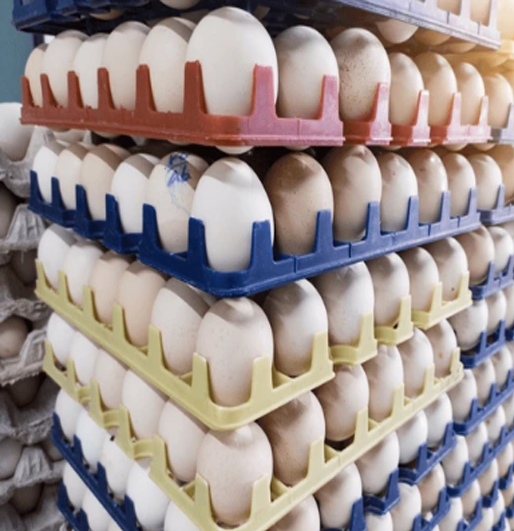 Ross308 Hatching eggs