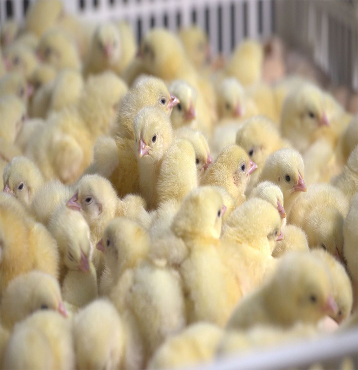 Day Old Chicks
