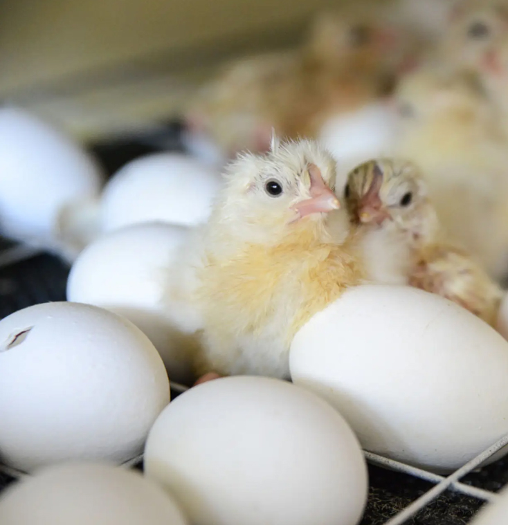 fertilized chicken eggs